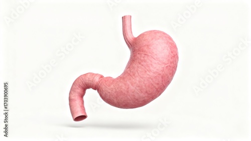 Foto Human stomach anatomy