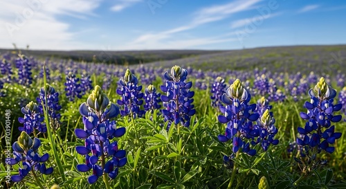 Vibrant Bluebonnet Wildflower Meadow in Texas.