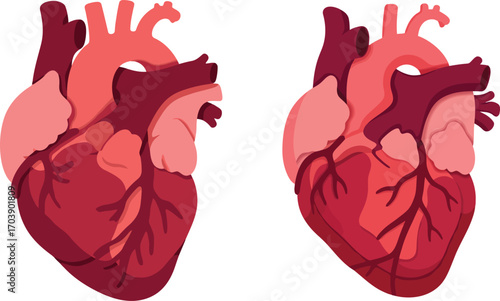 Detailed realistic human heart illustration, anatomy and cardiovascular system concept

