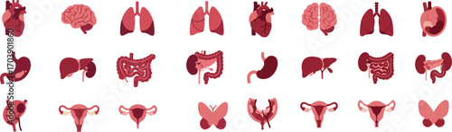 Human Organs Icons Set - Brain Heart Lungs Liver Stomach Anatomy Vector