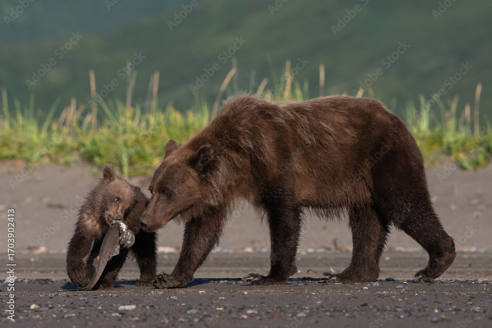 Fototapeta premium Bear cub playing keep away with breakfast