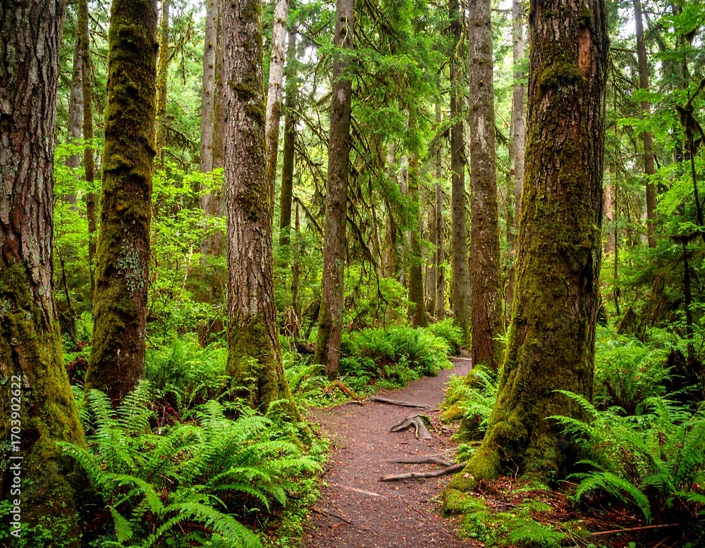 Obraz premium Lush forest path winds through mossy trees