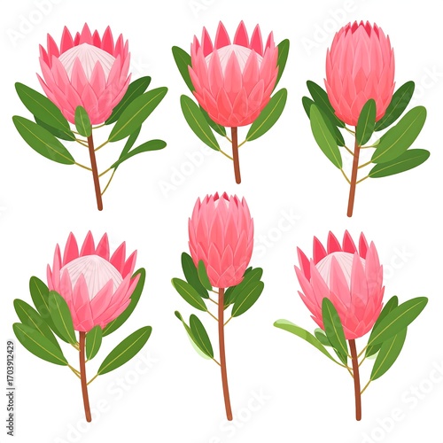 Pink protea flowers on white background