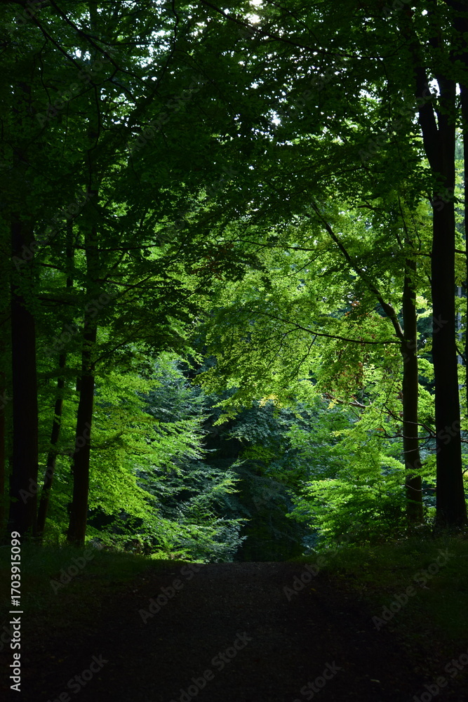 Obraz premium Naturspaziergang im Wald