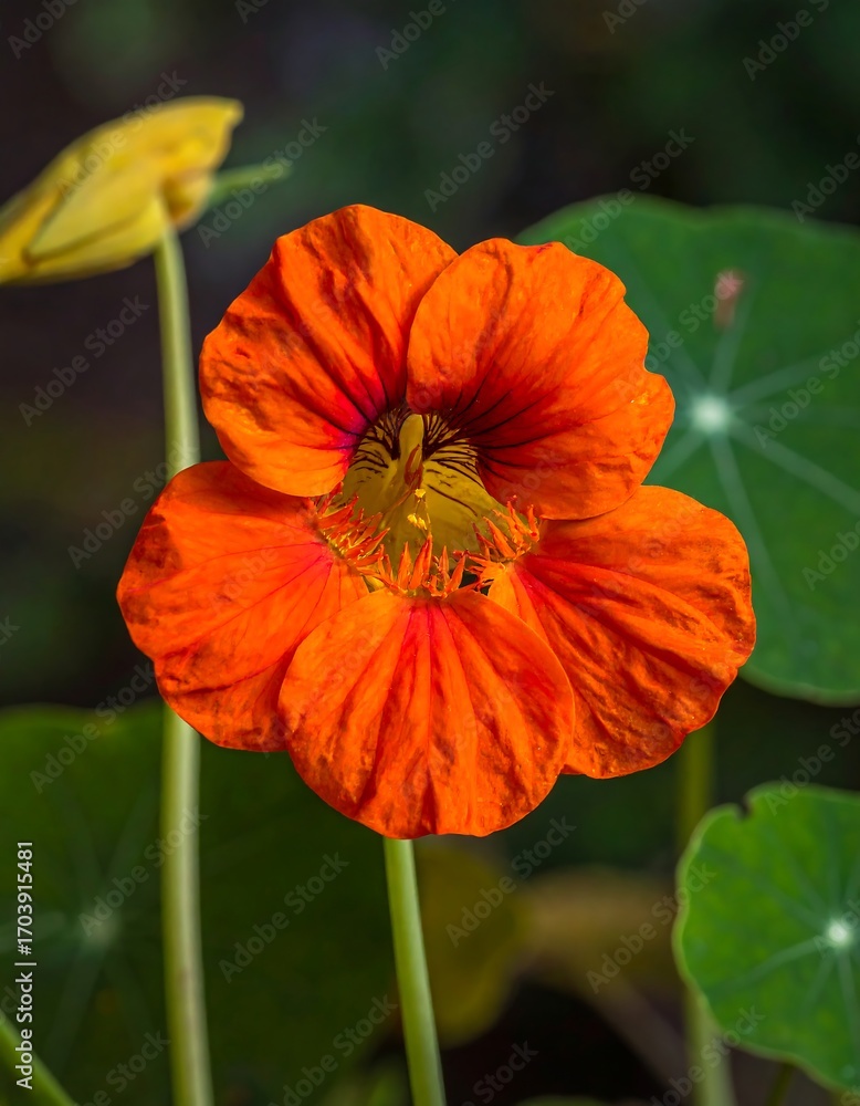 Fototapeta premium Vibrant orange flower in garden