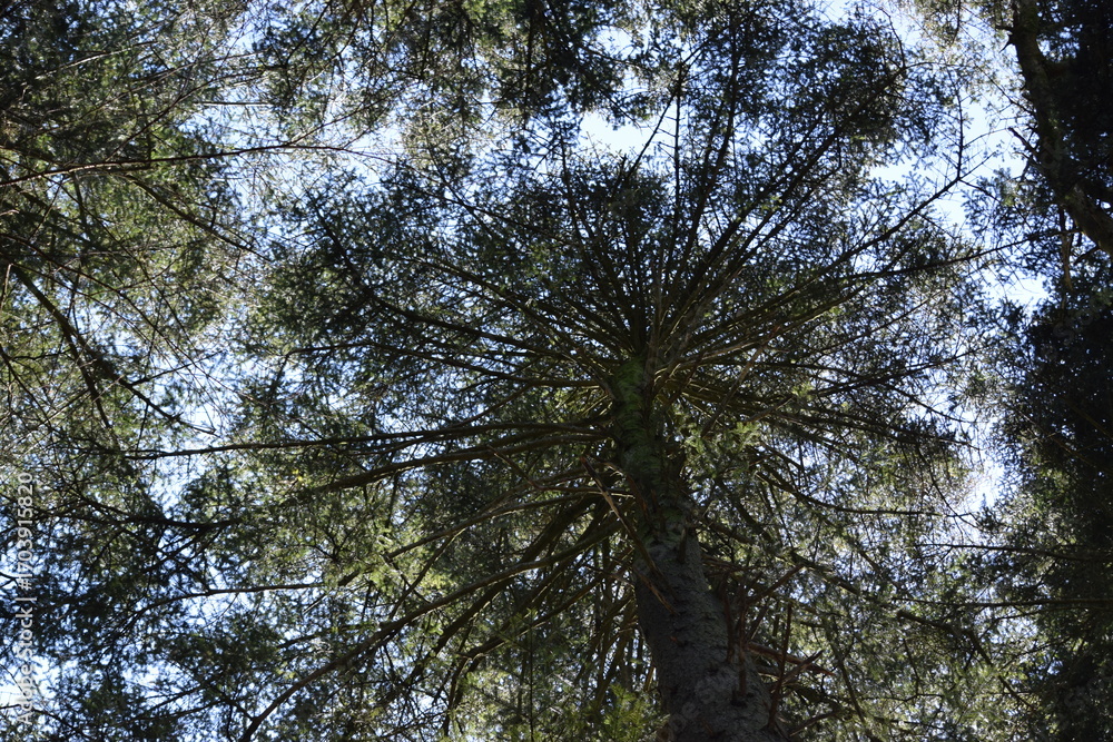 Fototapeta premium Naturspaziergang im Wald