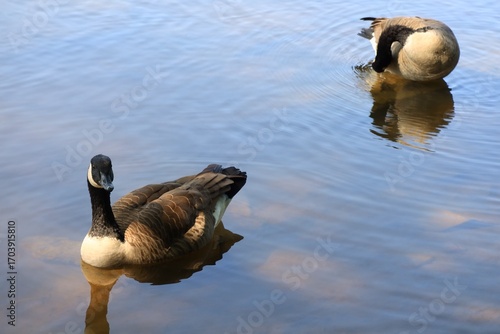 Canada Goose in Sunlight with Soft Blue Reflections on Calm Autumn Water