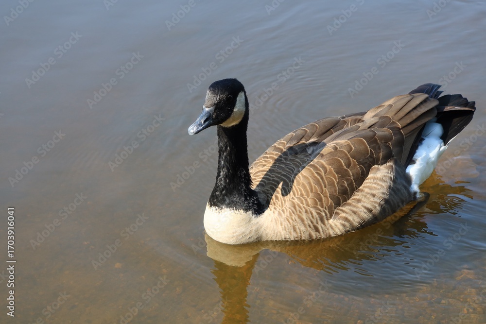 Obraz premium Canada goose（カナダ雁）