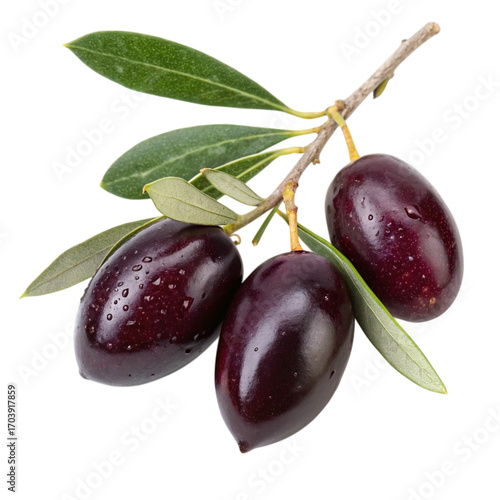 Three ripe Kalamata olives on the branch with leaves
