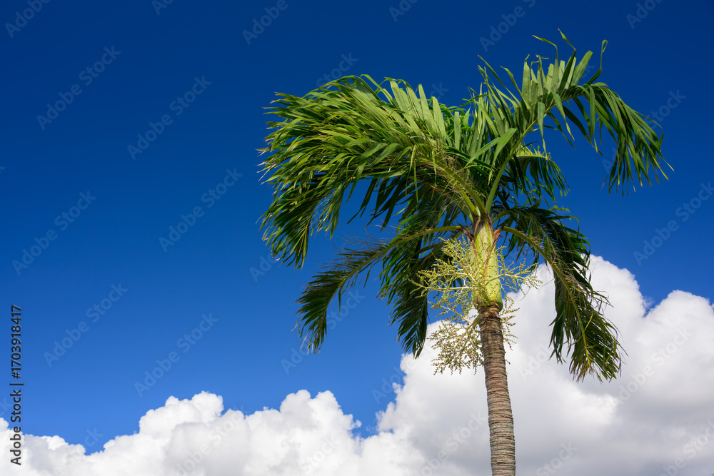 Fototapeta premium ヤシの木と青空 バケーション トロピカル バカンス 南国のイメージ