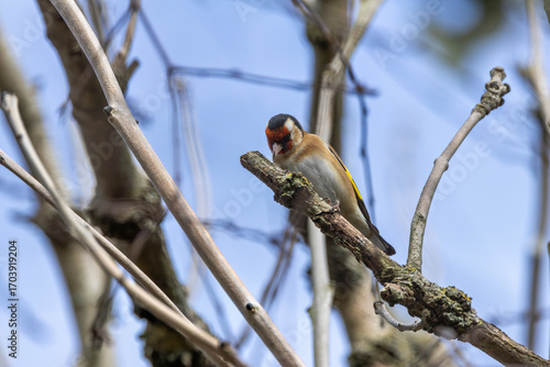 Canvas Print European Goldfinch (Carduelis carduelis) in Dublin (Ireland)