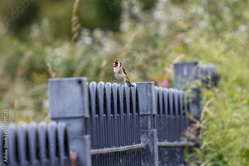 Photography European Goldfinch (Carduelis carduelis) in Dublin (Ireland)