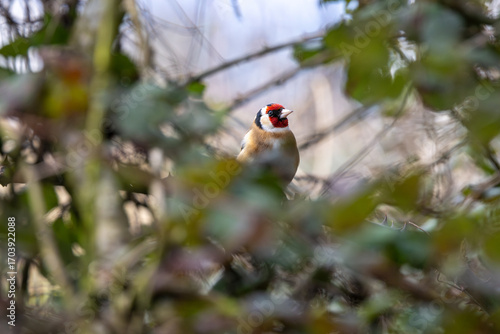 Photography European Goldfinch (Carduelis carduelis) in Dublin (Ireland)