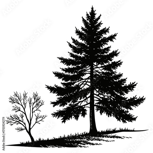Silhouette of a tall evergreen pine tree and a smaller deciduous tree with bare branches standing on grassy ground against a white background