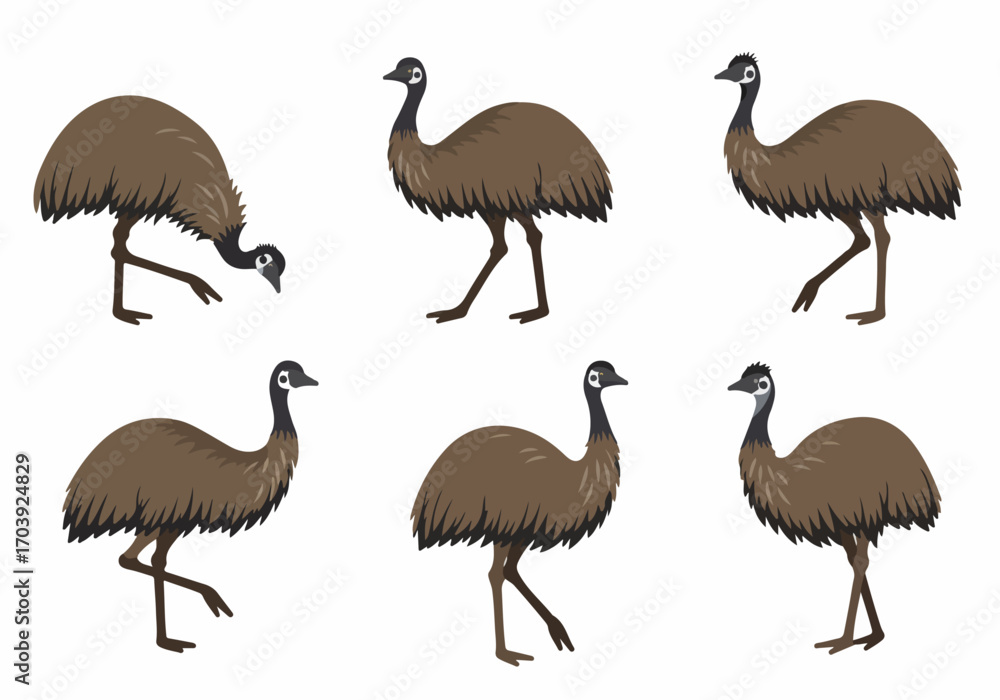 Fototapeta premium Collection of Emu Illustrations in Various Poses: Walking, Standing, and Bending Down, Isolated on White Background for Wildlife Projects