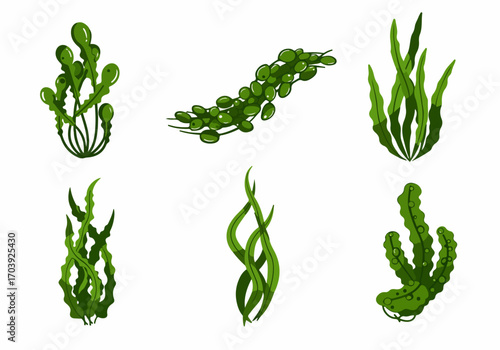 Collection of Diverse Green Seaweed and Underwater Plants Illustrations Isolated on White Background, Representing Aquatic Flora and Marine Life
