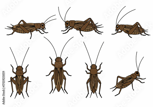 Collection of brown crickets in various poses, an isolated vector illustration of common insect pests and natural wildlife, perfect for educational or decorative use.