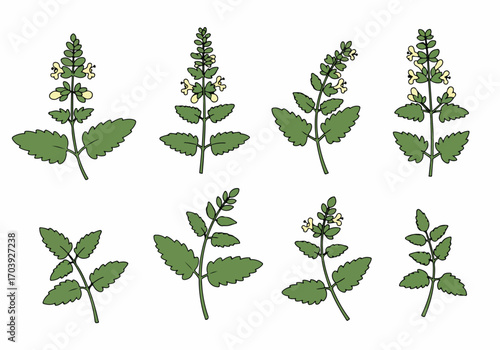 Εκτύπωση καμβά Hand-drawn botanical illustration set of catnip or mint-like plants with green leaves and delicate yellow flowers, isolated on a white background