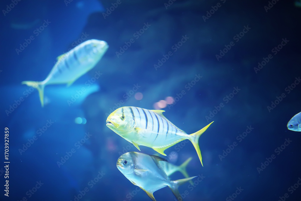 Fototapeta premium Fish in an aquarium. Oceanarium. Ocean fish in the aquarium. Nature protection concept. Fish underwater in the aquarium