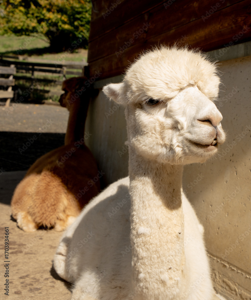 Obraz premium white alpaca