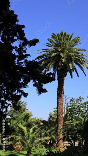 Tropical quiet park. Landscape. Beautiful lush palm trees in a resort town.