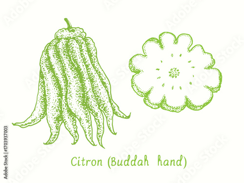 Citron (Buddah hand), citron and cut slice. Ink doodle drawing in woodcut style