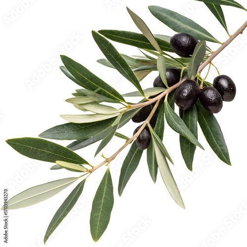Olive branch with ripe black olives isolated on transparent background, a symbol of peace and mediterranean cuisine