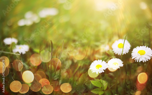  field in sunlight with flowers and plants summer