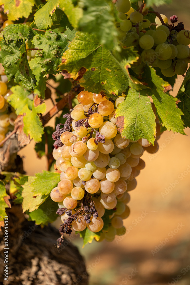 Fototapeta premium bunch of grapes