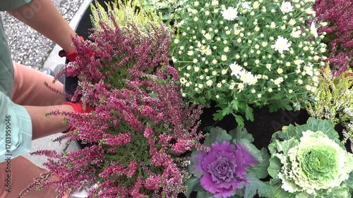 Stockholm, Sweden Hands plant autumn flowers like heather in a large plantation pot. 
