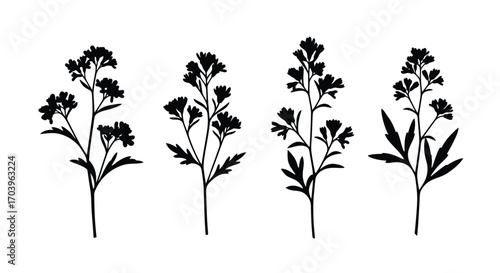 Botanical silhouettes four delicate sprigs of wildflowers isolated graphic elements vector