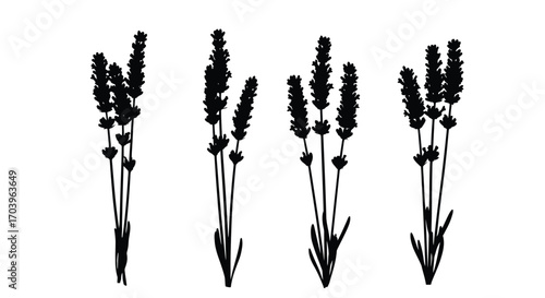 Set of four delicate black lavender sprigs silhouettes for artistic botanical design vector