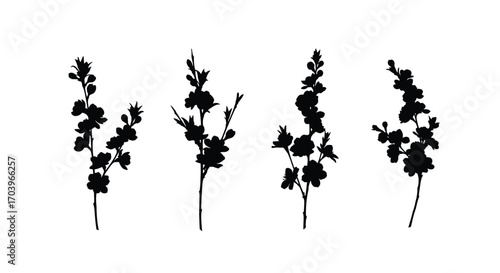 Four delicate black silhouette sprigs of wildflowers botanical elements vector