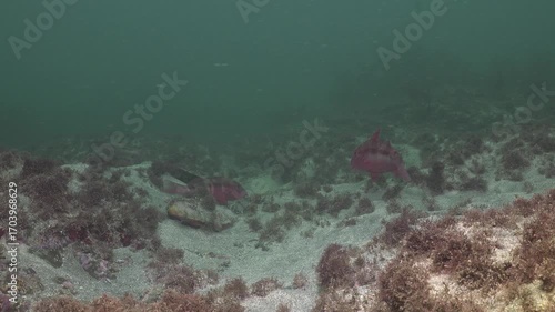Colourful goatfish Upeneichthys lineatus resting and hiding on coarse sandy sea floor among short algae. Location: Leigh New Zealand