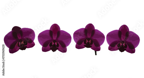 Four rich plum orchid flowers displayed in a straight line isolated on white vector
