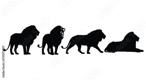 Majestic lion silhouettes diverse poses standing walking resting wildlife african safari king vector