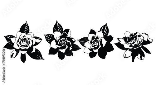 Elegant black and white gardenia flowers isolated on for design projects vector