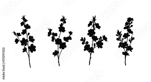 Botanical silhouettes delicate branch with leaves delicate floral elements for design and decoration vector