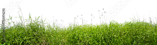 grass row PNG transparent background, 3d illustration rendering