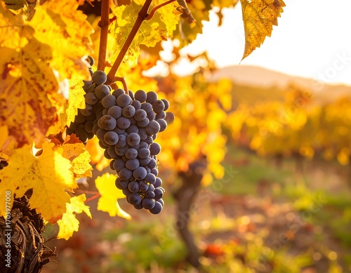 Autumn vineyard cluster of dark grapes