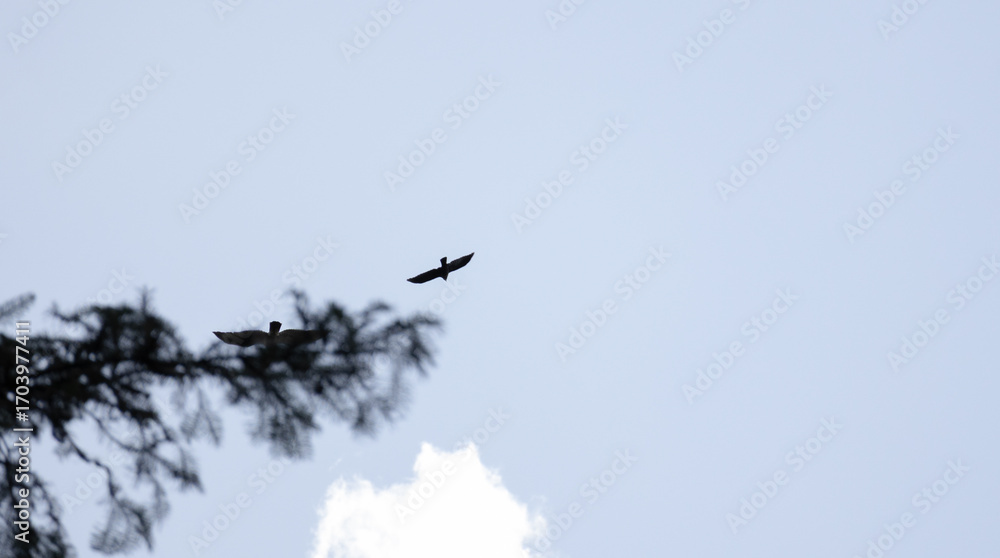 Obraz premium birds in flight