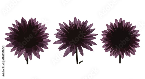Three dark purple aster flowers isolated on a in a studio setting vector