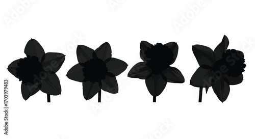 Four dark silhouette daffodil flowers isolated on natural beauty spring awakening vector