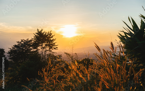 In the morning, the sun rises, and the sunlight transmits light through beautiful grass flowers and which is the scene and landscape in Thailand.

