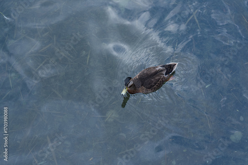duck on the water, top view	