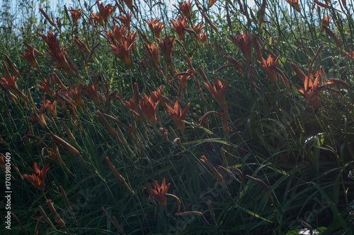 red yellow lilies in the forest	