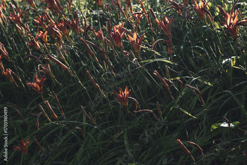 red yellow lilies in the forest