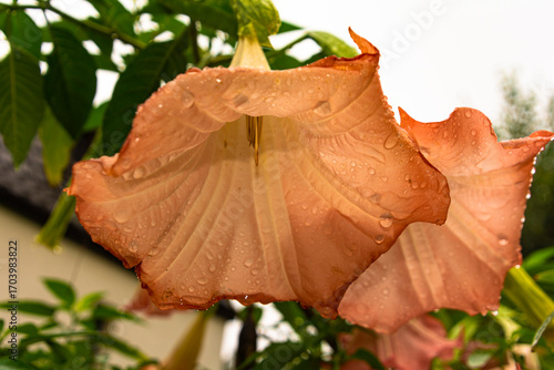 Large Brugmansia flowers with a trumpet shape