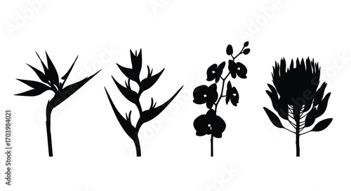 Exotic tropical flower silhouettes bird of paradise orchid protea floral elements vector