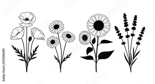Elegant black and white line art botanical elements featuring poppies daisies sunflowers and lavender vector